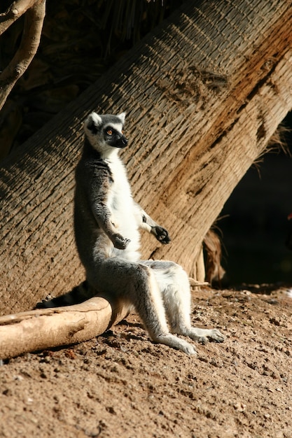 Adorable Ring-tailed lemur sitting on the wood in the zoo