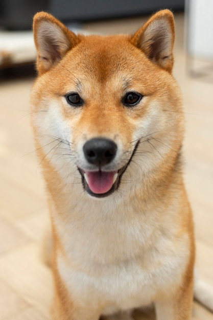 Free photo adorable shiba inu dog indoors