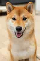 Foto gratuita adorabile cane shiba inu al chiuso