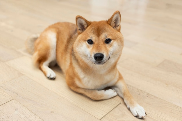 Adorable shiba inu dog