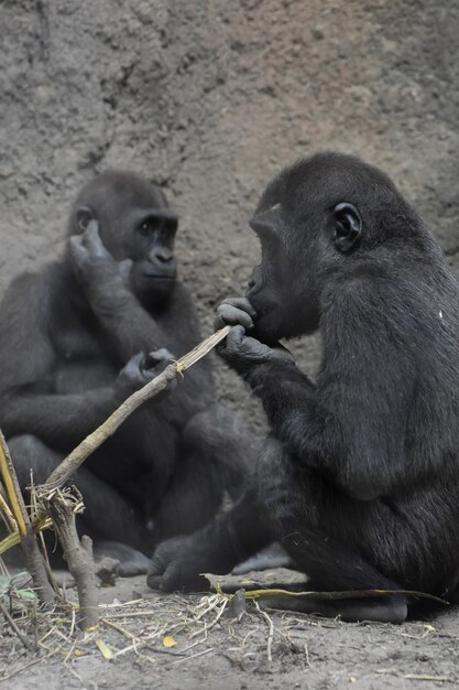 Adorable Shot of Two Baby Silverback Gorillas