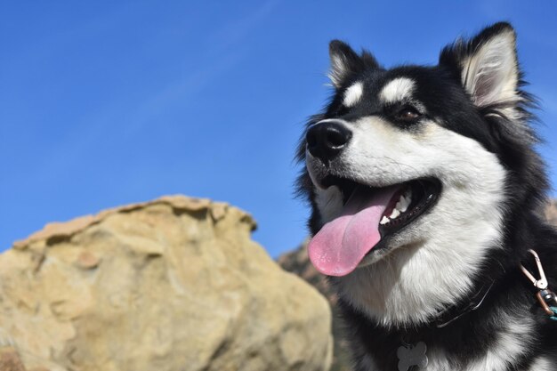 太陽を見上げる愛らしいシベリアンハスキーの子犬