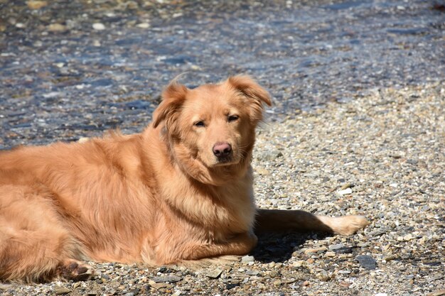 사랑스러운 졸린 얼굴의 작은 빨간 오리 개가 해변에서 쉬고 있습니다.
