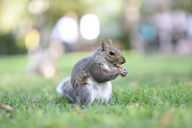 Adorable small squirrel chewing in a park