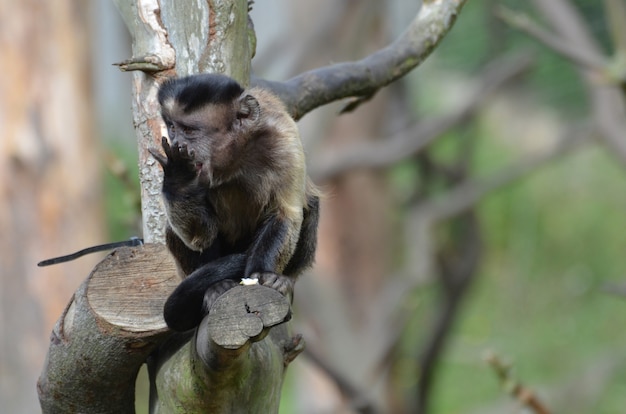 사랑스러운 간식 술에 취한 카푸친 원숭이가 나무에서 간식을 먹고 있습니다.