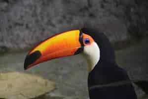 Free photo adorable toucan bird with a bright orange and yellow beak