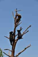 Free photo adorable trio of bear cubs playing in a tree in the summer