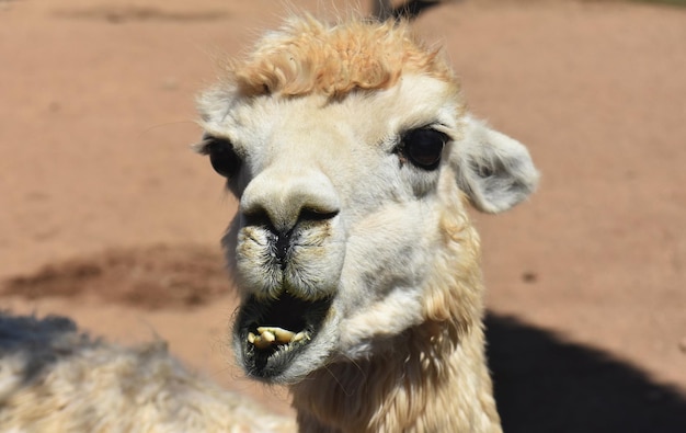 Adorable white alpaca with his mouth wide open.