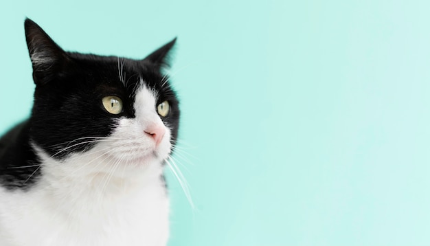 Free photo adorable white and black kitty with monochrome wall behind her