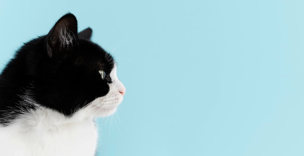 Adorable white and black kitty with monochrome wall behind her