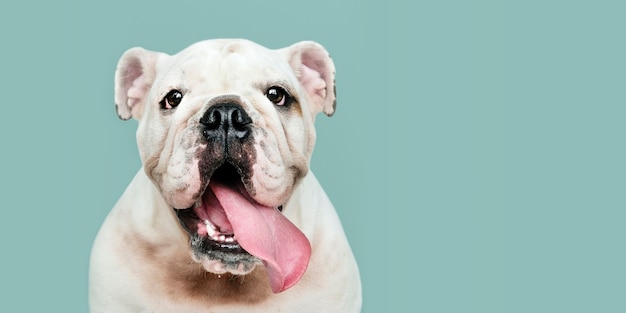 Adorable white Bulldog puppy portrait social banner