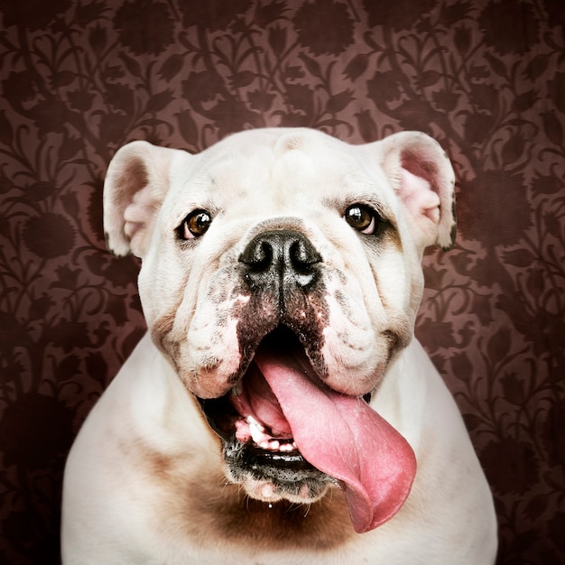 Adorable white Bulldog puppy portrait