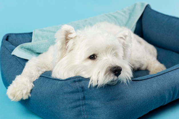 Очаровательная белая собака, изолированная на синем