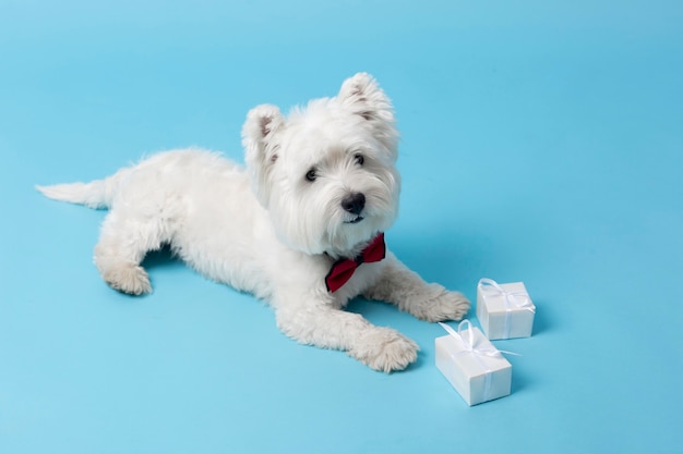 Бесплатное фото Очаровательная белая собака, изолированная на синем