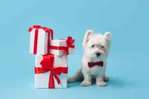 Бесплатное фото Очаровательная белая собака с подарками