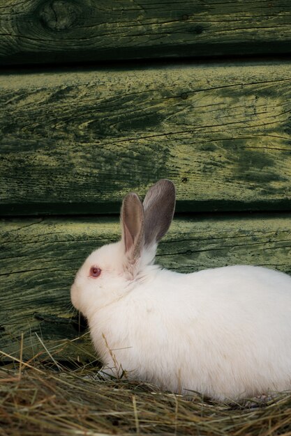 사랑스러운 하얀 부활절 토끼