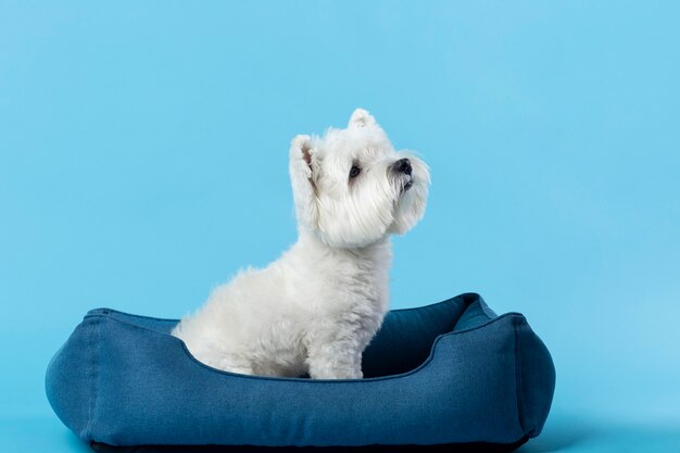 Adorable white little puppy isolated on blue