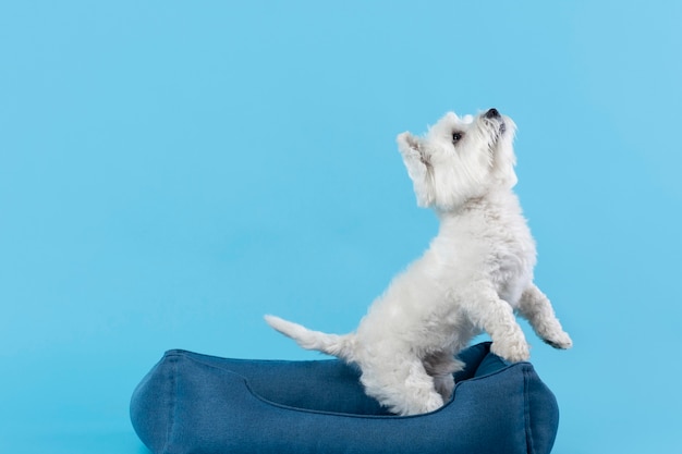 Adorable white little puppy isolated on blue