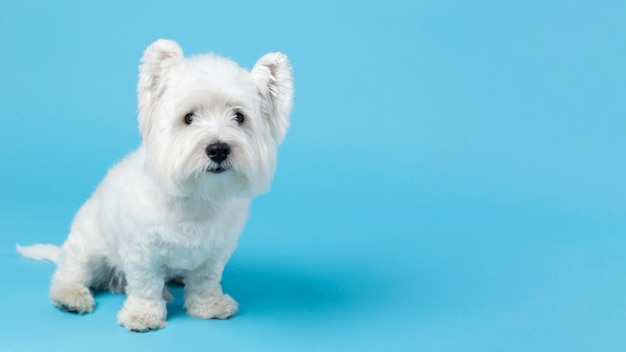 블루에 고립 된 사랑스러운 흰색 작은 강아지
