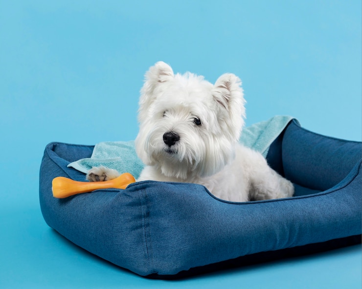 Free Photo adorable white little puppy