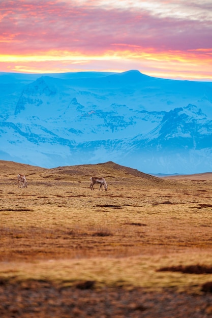 Foto gratuita adorabili animali selvatici che vagano liberi nella campagna islandese, bellissimo parco naturale con montagne innevate. simpatico gruppo di alci che pascolano sui campi ghiacciati in islanda, fauna nordica.