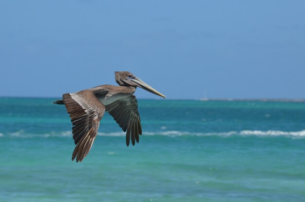 Adorable wild pelican flying through the warm carribean air