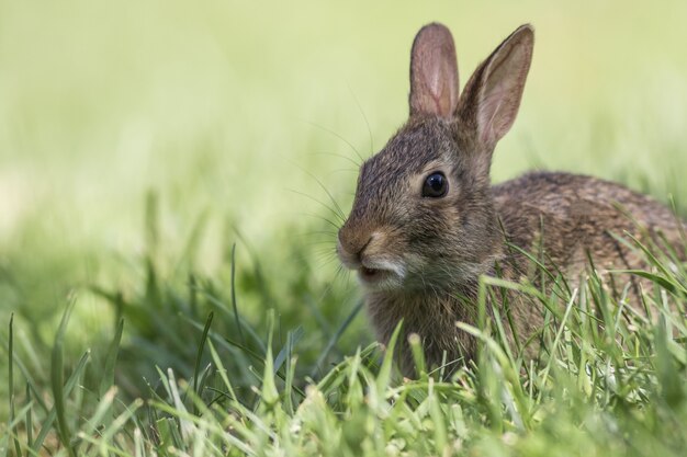 푸른 잔디에서 사랑스러운 젊은 동부 Cottontail 토끼 근접 촬영