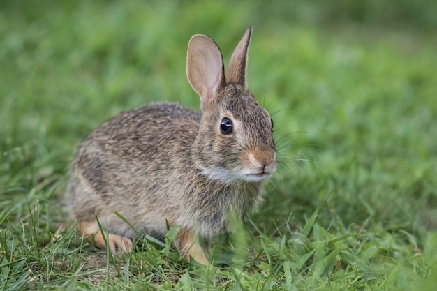 緑の草の愛らしい若いトウブワタオウサギのクローズアップ