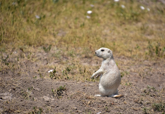 Adorable young white prairie dog sitting up on his back legs.
