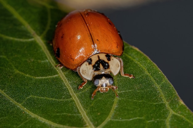 Adult asian lady beetle of the species harmonia axyridis