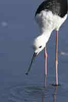 Free photo adult black-winged stilt himantopus himantopus