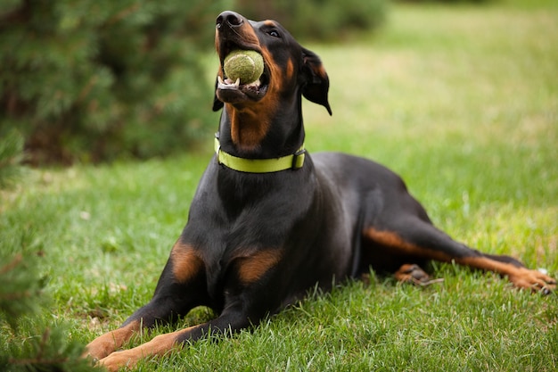 Adult Doberman type of dog laying on green grass and chewing a tennis ball