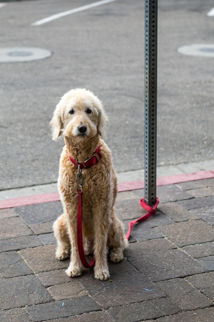 Adult fawn standard poodle