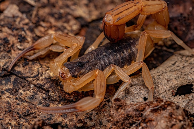 Adult female brazilian yellow scorpion of the species tityus serrulatus Premium Photo