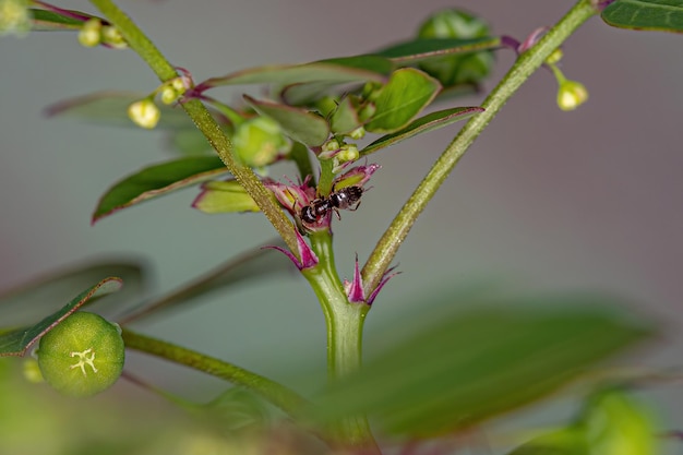Adult female rover ant of the genus brachymyrmex in a mascarene island leaf-flower plant of the species phyllanthus tenellus Premium Photo