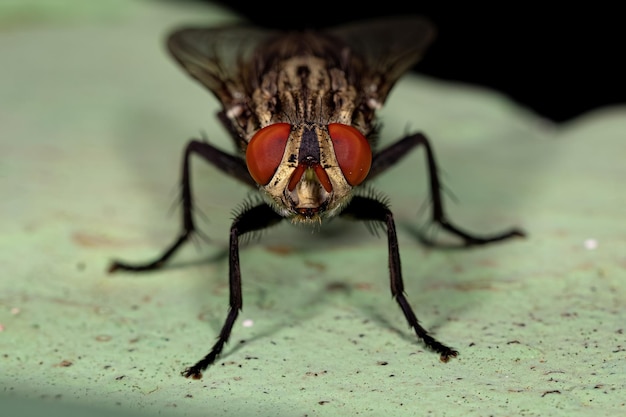 Adult flesh fly of the family sarcophagidae Premium Photo