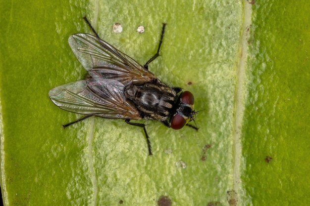 Adult house fly of the species musca domestica