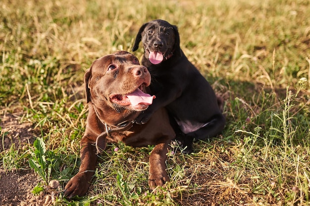 Adult labrador brown color and a small puppy labrador black color sticking out his tongue lie