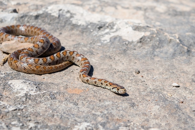 マルタの岩の上でずるずる大人のヒョウモンナゲヘビまたはヒョウモンナヘビ、Zamenis situla