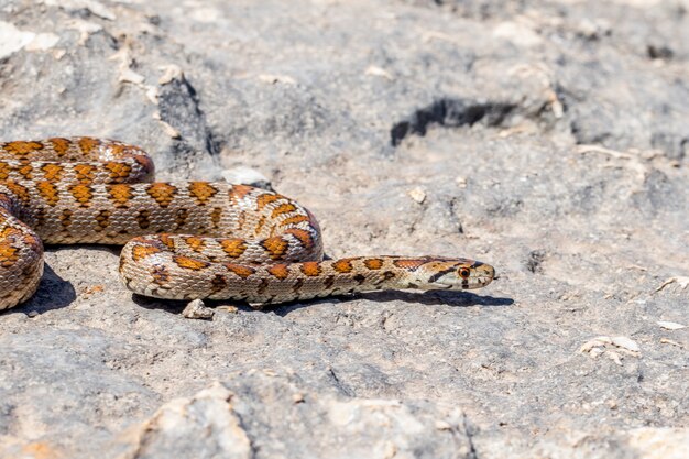 Взрослая леопардовая змея или европейская крыса, Zamenis situla, скользит по скалам на Мальте.