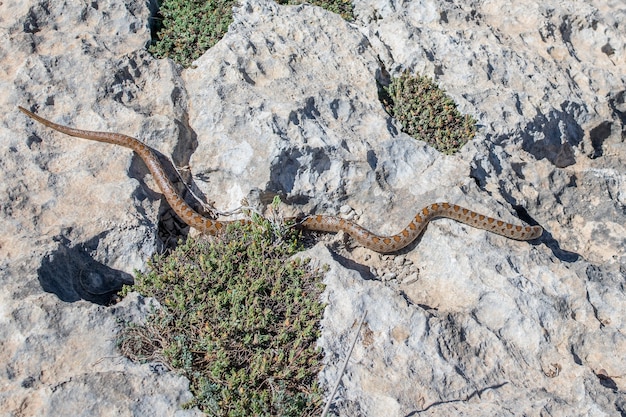 An adult Leopard Snake or European Ratsnake, Zamenis situla, slithering on rocks in Malta