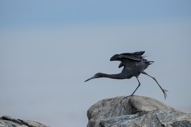 성인 리틀 블루 헤론 Egretta caerulea 스트레칭