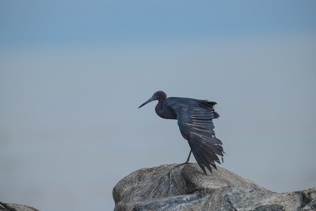 Взрослая цапля Little Blue Egretta caerulea растягивается