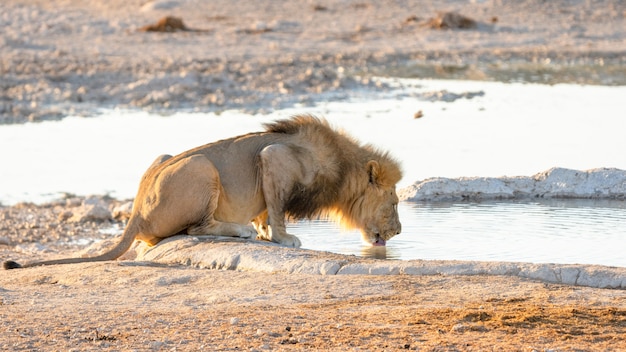 Питьевая вода льва взрослого мужчины из водопоя в национальном парке Этоша, Намибия