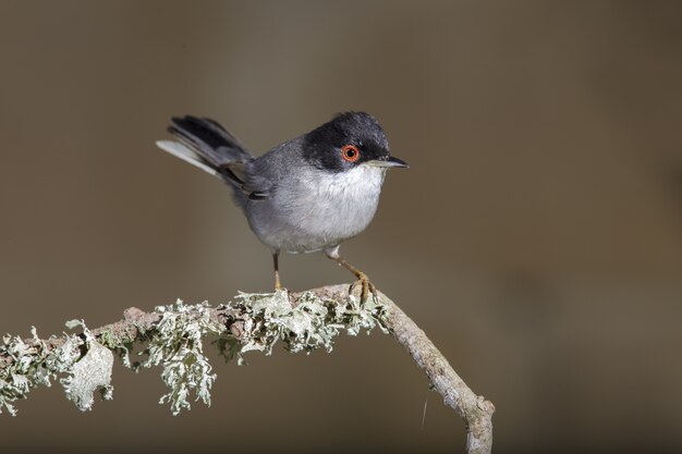 성인 남성 Sardinian warbler, Sylvia melanocephala