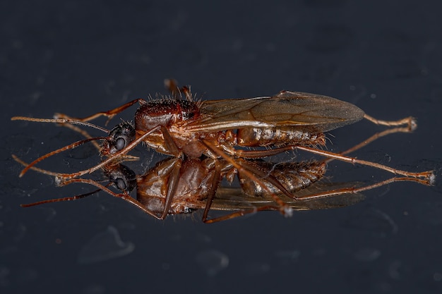 Adult male winged carpenter ant of the genus camponotus