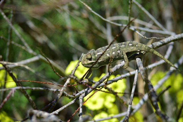 An adult Mediterranean Chameleon walking among African Tamarisk branches and Cape Sorrel flowers