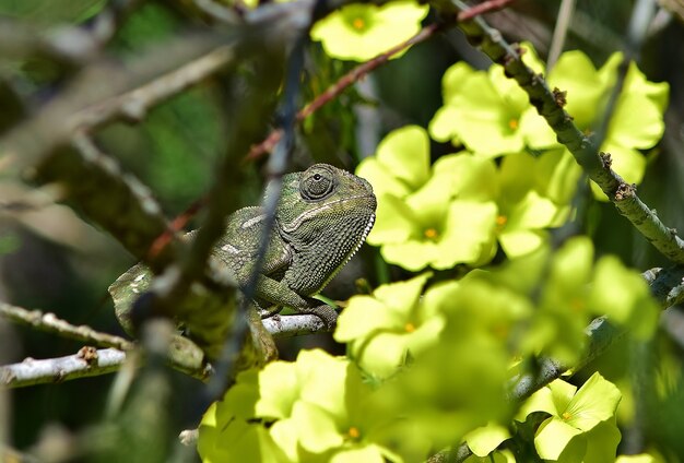 アフリカのタマリスクの枝とケープソレルの花の間を歩く大人の地中海のカメレオン