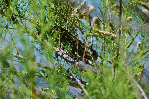 アフリカのタマリスクの枝とケープソレルの花の間を歩く大人の地中海のカメレオン