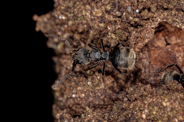 Adult odorous ant of the species dolichoderus bispinosus
